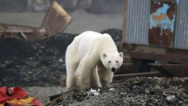 Εντοπίστηκε η εξουθενωμένη πολική αρκούδα που έφτασε 800 χιλιόμετρα μακριά από το «σπίτι» της για να βρει τροφή (pics & vid)