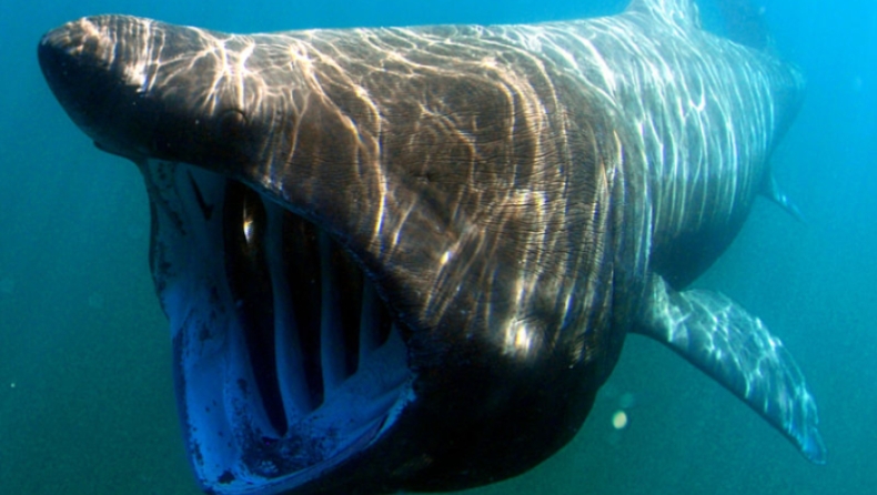 Καρχαρίας 4 μέτρων και 430 κιλών ξεβράστηκε σε παραλία της Ρόδου (pics)