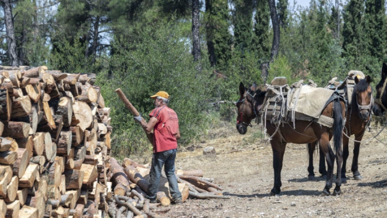 Άγνωστοι κλέβουν τα ξύλα των υλοτόμων που εργάζονται στο Σέιχ Σου (vid)