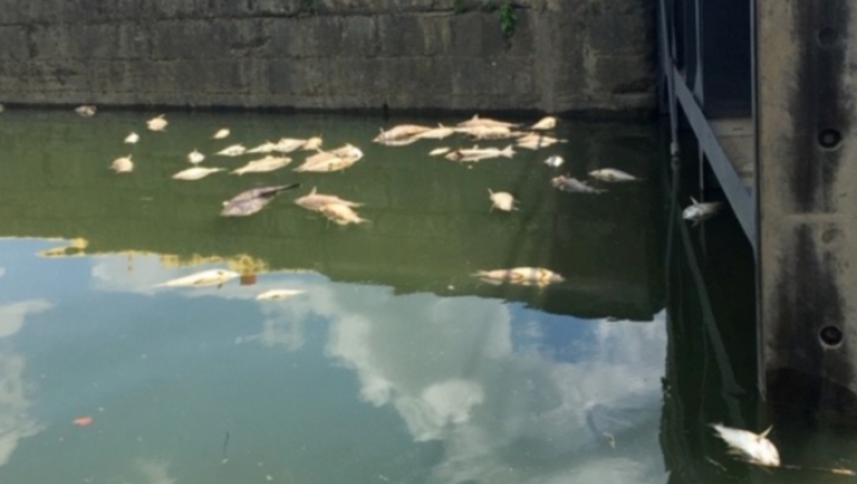 Οικολογική καταστροφή στις ΗΠΑ: Χιλιάδες νεκρά ψάρια μετά από διαρροή αλκοόλ σε ποτάμι (pics)