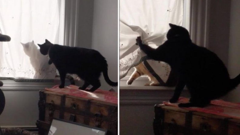 Μπερδεμένος γάτος δυσκολεύεται να αναγνωρίσει ποιος κρύβεται πίσω από την κουρτίνα (vid)