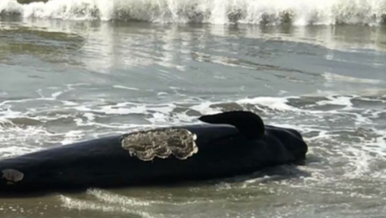 Τουλάχιστον 50 φάλαινες ξεβράστηκαν στην ακτή και οι λουόμενοι έδωσαν μάχη για να τις σώσουν (vid)