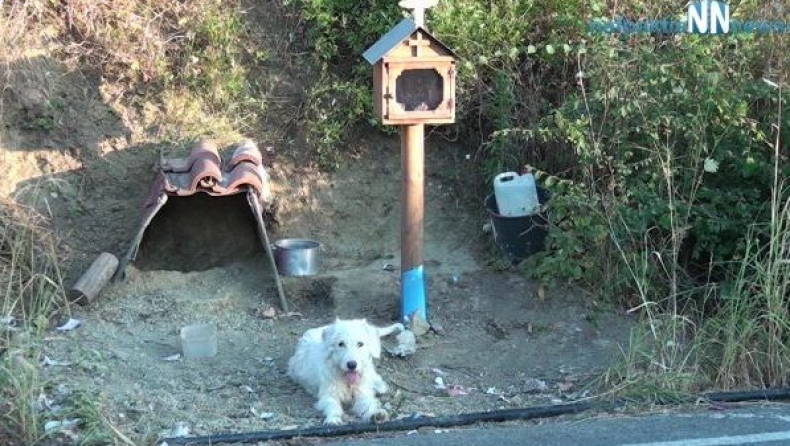 Ο Χάτσικο της Ναυπάκτου: Σκύλος ζει δίπλα στο εικόνισμα του αφεντικού του (vid)
