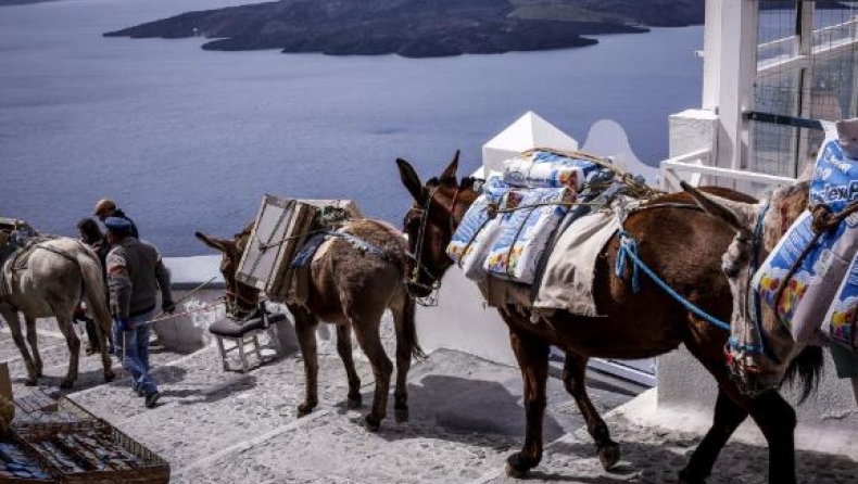 Πήγαν να πετάξουν από τα βράχια της Σαντορίνης ακτιβιστή κατά της κακοποίησης των γαϊδουριών