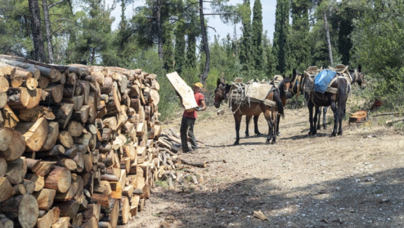 2.400 τόνοι καυσόξυλων έχουν συγκεντρωθεί από το Σέιχ Σου λόγω φλοιοφάγου έντομου (vid)