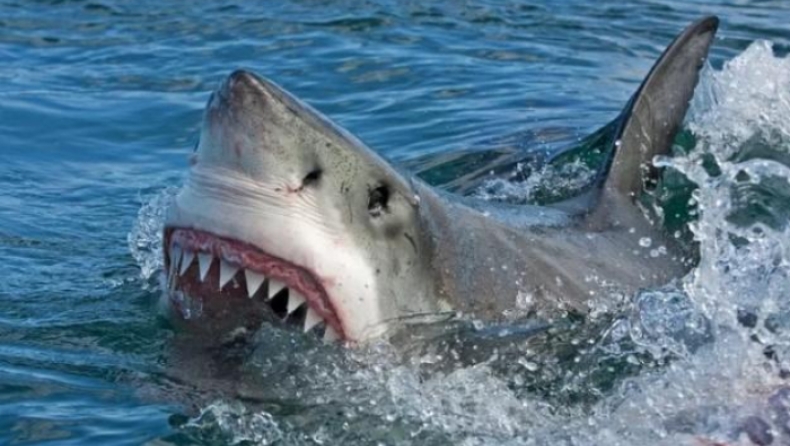 Λευκός καρχαρίας κλέβει με τρομακτικό τρόπο την ψαριά δύο αντρών (vid)