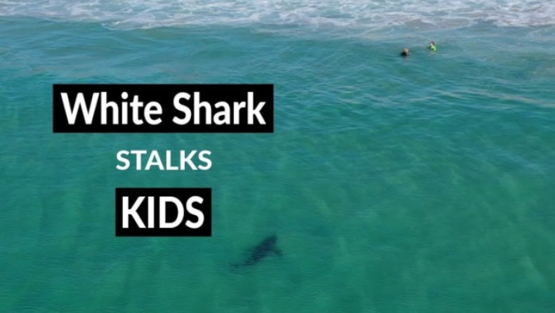 Λευκός καρχαρίας «κατασκοπεύει» παιδιά που παίζουν αμέριμνα στην θάλασσα (vid)