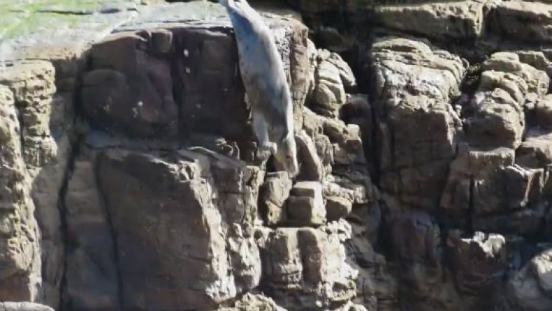 Τρομακτικό video: Όταν η ανθρώπινη παρουσία οδηγεί τις φώκιες να πέφτουν από τα βράχια (vid)