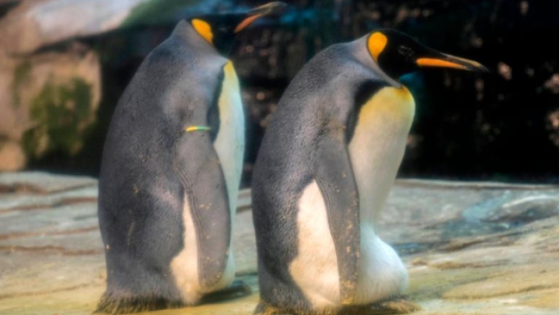 Ομοφυλόφιλοι πιγκουίνοι «υιοθέτησαν» και κλωσούν εγκαταλελειμμένο αυγό σε ζωολογικό κήπο (vid)