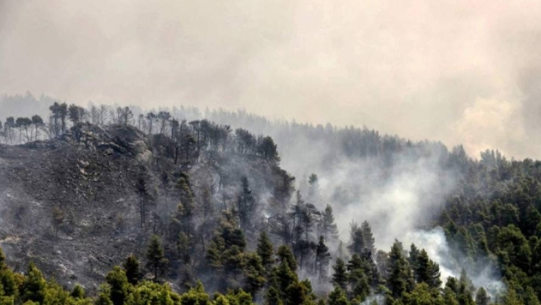 Φωτιά στην Εύβοια: Σώθηκε το σπάνιο προστατευόμενο πευκοδάσος Natura (vid)