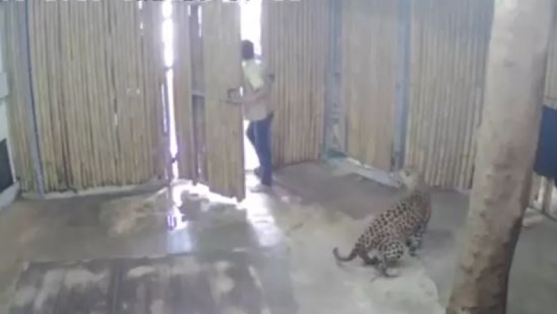 Άνοιξαν κατά λάθος την πόρτα του δωματίου μίας λεοπάρδαλης και αυτή επιτέθηκε σε ένα 2χρονο (vid)