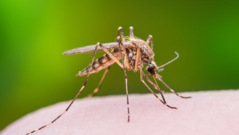 Οι δέκα λόγοι που τα κουνούπια επιλέγουν εσένα αντί των άλλων (vid)
