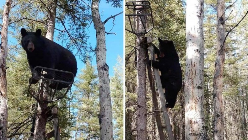 Αρκούδα κατέβηκε με την σκάλα από δέντρο λες και ήταν άνθρωπος (vid)
