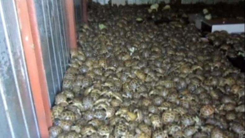 Λαθρέμποροι βάφτησαν 4.000 χελώνες... λάχανα για τις περάσουν από έλεγχο (vid)