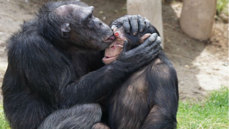 Έφηβος παραλίγο να βιάσει τη μητέρα του επειδή είδε χιμπατζήδες να κάνουν σεξ!