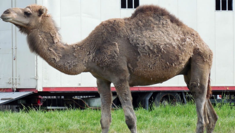 Γυναίκα δάγκωσε τα γεννητικά όργανα αρσενικής καμήλας επειδή καθόταν πάνω της! (pics)
