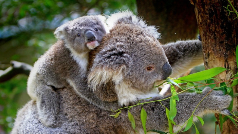 Κοάλα προστατεύει το μωρό της από την πύρινη λαίλαπα και συγκλονίζει (pics)