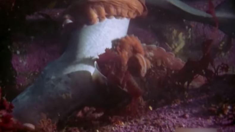 Η μυθική υποβρύχια μάχη καρχαρία με ένα μεγάλο χταπόδι (vid)