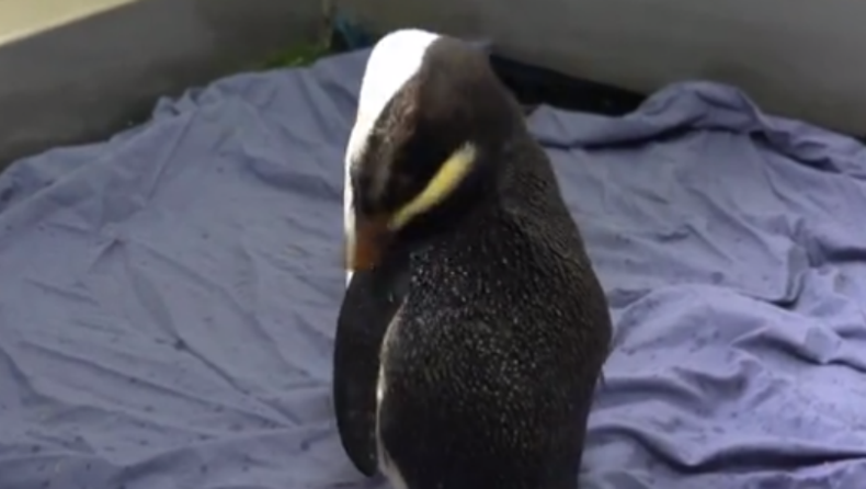 Πιγκουίνος κολύμπησε από τη Νέα Ζηλανδία στην Αυστραλία! (vid)
