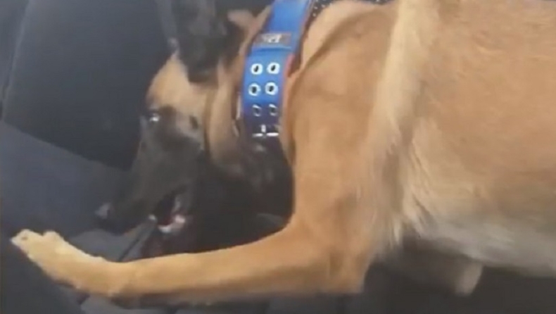 Ηγουμενίτσα: Σκύλος της αστυνομίας ανακαλύπτει 15 κιλά κάνναβης και... τον πιάνει τρέλα! (vid)