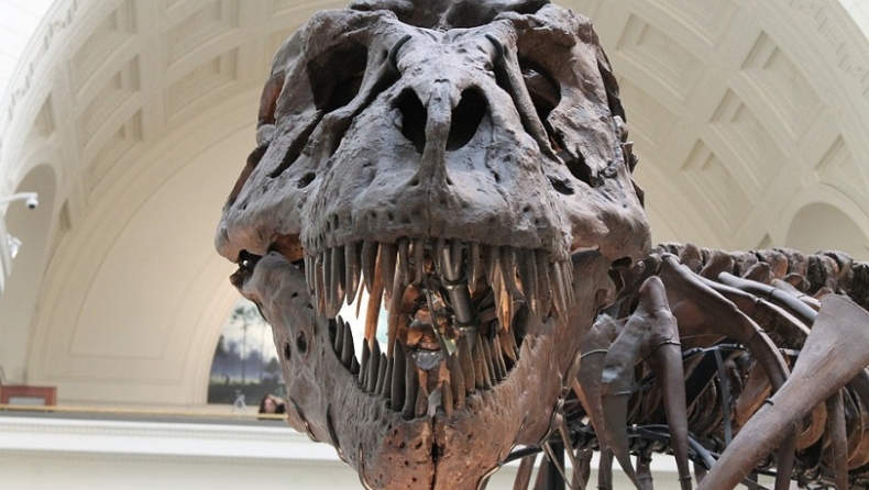 Ο Τυραννόσαυρος Ρεξ ήταν... ξεροκέφαλος (pics)