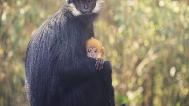 Μαϊμουδάκι του πιο σπάνιου είδους στον κόσμο γεννήθηκε σε ζωολογικό κήπο της Αυστραλίας (pics & vid)