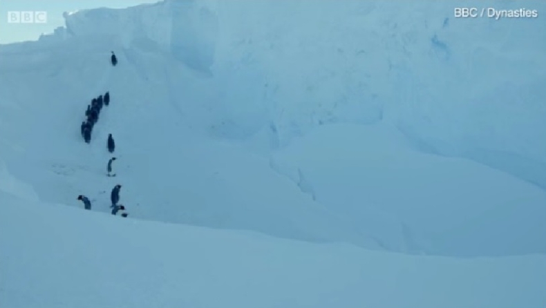 Συγκλονίζει ο κάμεραμαν του BBC που «έσπασε» τους τηλεοπτικούς κανόνες και έσωσε τους πιγκουίνους στην Ανταρκτική (pics & vid)