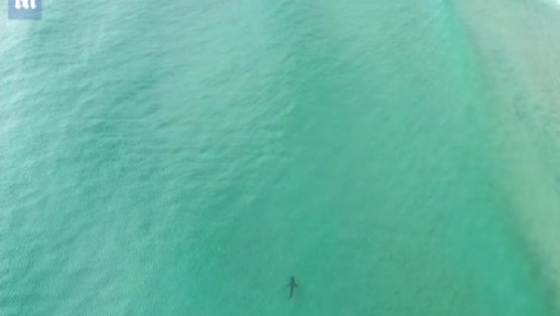 Η τρομακτική στιγμή όπου ένας τεράστιος λευκός καρχαρίας κολυμπάει δίπλα σε 30 ανυποψίαστους λουόμενους (vid)