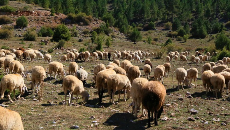Λάρισα: Έκλεψαν ένα ολόκληρο κοπάδι πρόβατα!
