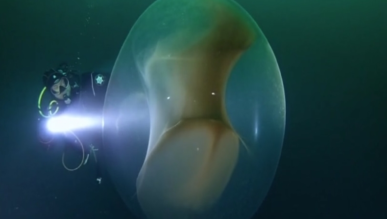 Απίστευτο υποθαλάσσιο βίντεο δείχνει σπάνιο σάκο αυγών τεραστίων διαστάσεων που περιέχει χιλιάδες μωρά καλαμάρια (vid)