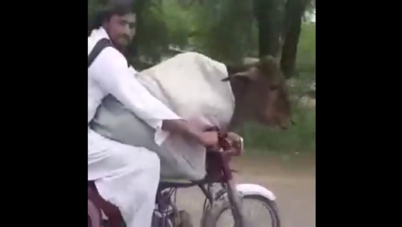 Αγελάδα μεταφέρεται με μηχανάκι από την Ινδία στο Πακιστάν (vid)