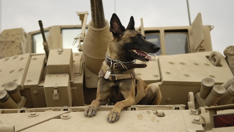 Οι ΗΠΑ έφτιαξαν ειδικό κάλυμμα κεφαλιού για τα στρατιωτικά σκυλιά προκειμένου να προστατέψουν την ακοή τους (pics)