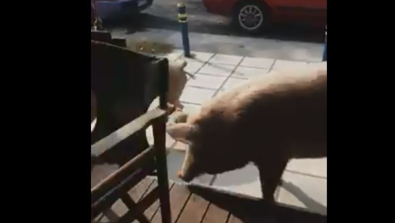 Γουρούνια προσπάθησαν να εισβάλλουν σε καφετέρια στη Θεσσαλονίκη (vid)