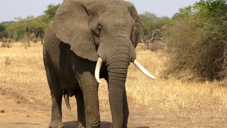 Ο ελέφαντας «Μπιν Λάντεν» σκότωσε πέντε ανθρώπους
