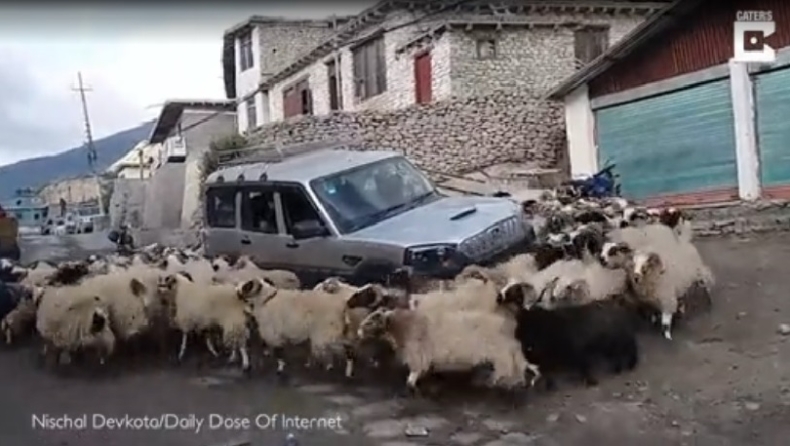 Ήσυχα ρε: Η στιγμή που ένα κοπάδι πρόβατα περικυκλώνει έναν οδηγό και αρχίζει να τρέχει γύρω του (vid)