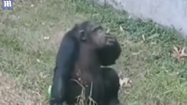 Τουρίστας πέταξε τσιγάρο σε κλουβί χιμπατζή και αυτός το πήρε και το κάπνισε (vid)