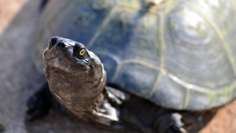 Οδηγός θα πληρώσει 10.000 ευρώ επειδή πάτησε χελώνα που απειλείται με εξαφάνιση