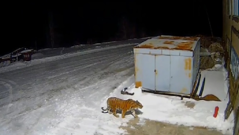 Τίγρης σουλατσάρει σε ρωσικό χωριό τρομοκρατώντας τους κατοίκους (vid)