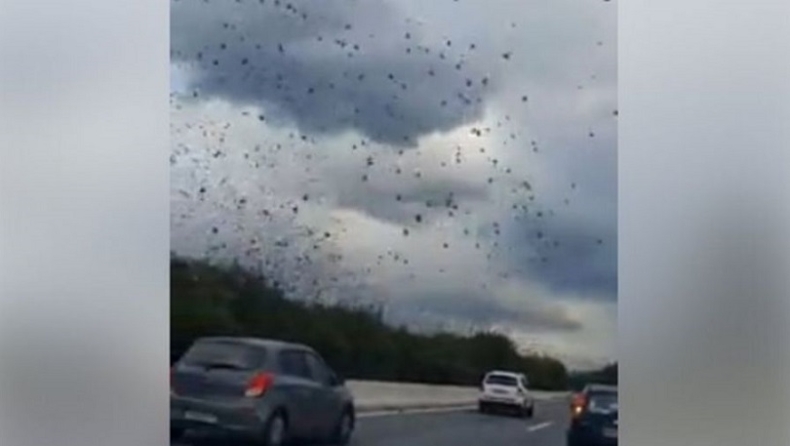 Σμήνη από ψαρόνια πανικοβάλλονται με τη «Ζηνοβία» και πετούν πάνω από την Εθνική Οδό (vid)