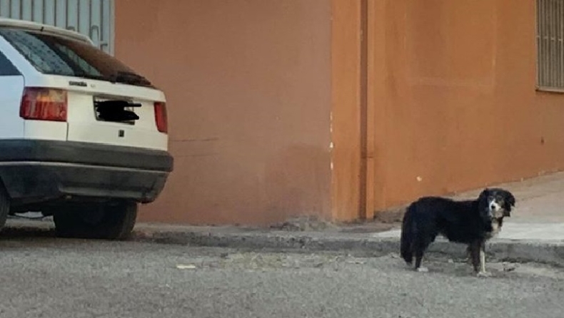 Σκυλίτσα-Χάτσικο στο Αίγιο περιμένει εδώ και 1,5 χρόνο το αφεντικό της που πέθανε, έξω από το μαγαζί του (pic)