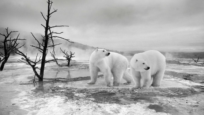 56 πολικές αρκούδες περιμένουν σε ένα χωριό να δημιουργηθεί θαλάσσιος πάγος