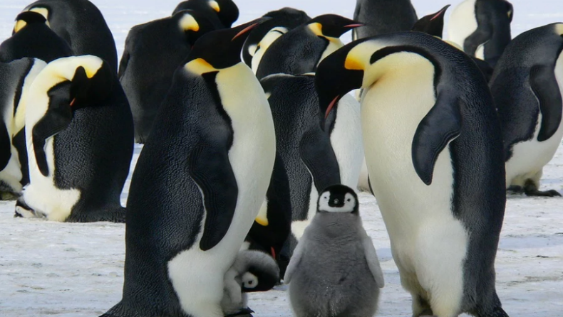 Πιγκουίνοι σε ανθρώπινο μέγεθος «κυβερνούσαν» τη Γη μετά τους δεινόσαυρους
