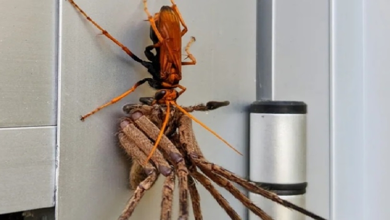 Ανατριχίλα: Σφήκα κουβαλάει τεράστια αράχνη για να ταΐσει το μωρό της (pic)