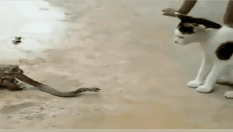 Φίδι τσακώνεται με γάτα ενώ το καταπίνει ένας βάτραχος (vid)