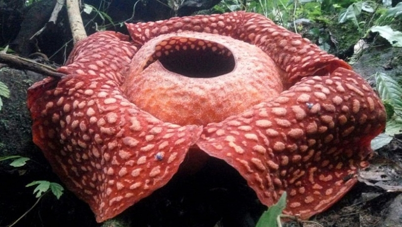 Άνθισε το μεγαλύτερο λουλούδι του κόσμου που βρωμάει σαν σάπια σάρκα (pics & vids)