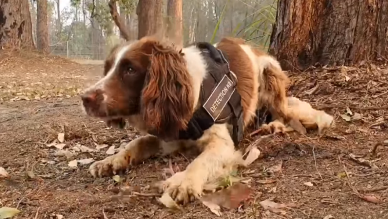 Αυστραλία: Ο σκύλος που βρίσκει κοάλα και τα σώζει (vid)