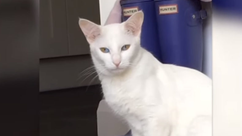 Η γάτα με τα παράξενα μάτια: Έχουν δυο χρώματα (vid)