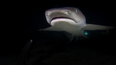 Ο τραγικός λόγος για τον οποίο δεν υπάρχουν λευκοί καρχαρίες σε ενυδρεία 