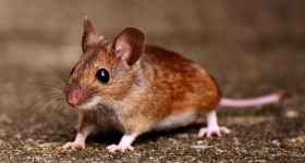Τρομακτικά «ποντίκια ζόμπι» βγαίνουν νύχτα και κατέκλυσαν νησί στον Ινδικό: Η στιγμή που τρώνε ζωντανό πουλί 
