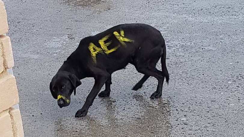 Εβαψαν... ΑΕΚ σκυλί στη Μεγαλόπολη! (pics)